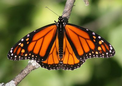 Danaus plexippus; Monarch; male