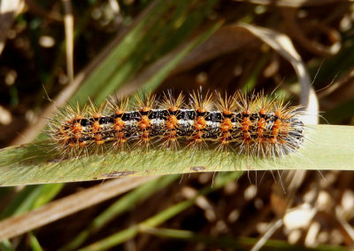 9280 - Acronicta insularis; Cattail Caterpillar 