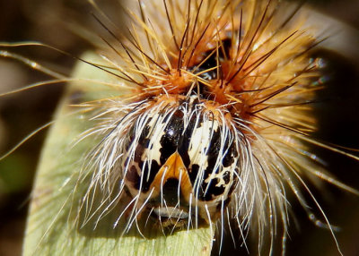 9280 - Acronicta insularis; Cattail Caterpillar 