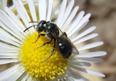 Ceratina Small Carpenter Bee species