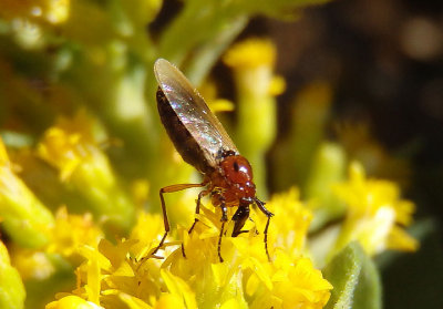 Dilophus stigmaterus; March Fly species; female