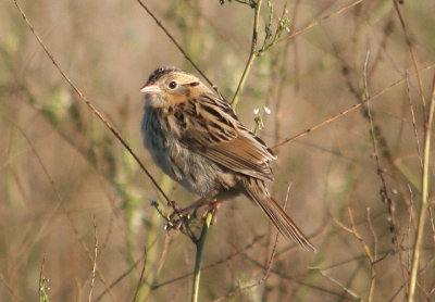 LeConte's Sparrow; juvenile