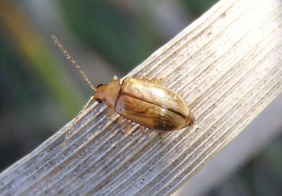 Metrioidea brunnea/convexa complex; Leaf Beetle species