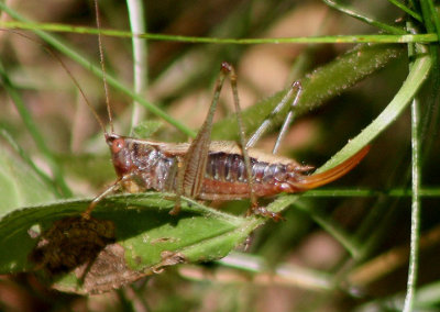Conocephalus nemoralis; Woodland Meadow Katydid; female
