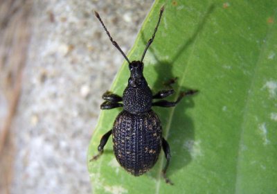 Otiorhynchus sulcatus; Black Vine Weevil; exotic