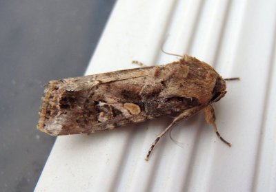 9666 - Spodoptera frugiperda; Fall Armyworm Moth; male
