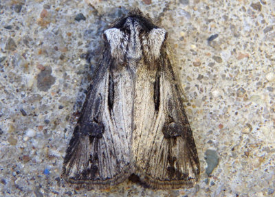 10641-11054 - Noctuidae; Noctuinae