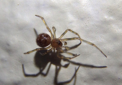 Steatoda triangulosa; Cobweb Spider species; subadult male