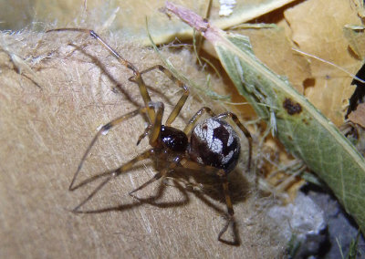 Steatoda triangulosa; Cobweb Spider species