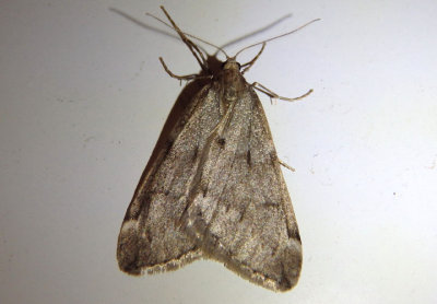 6258 - Alsophila pometaria; Fall Cankerworm Moth