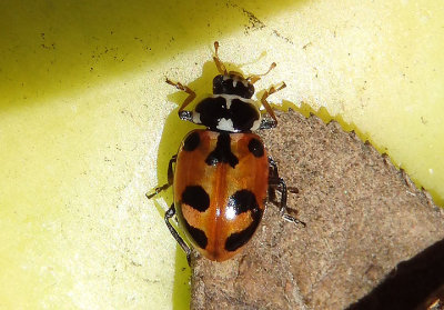 Hippodamia parenthesis; Parenthesis Lady Beetle