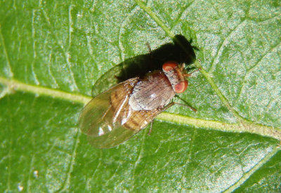 Minettia magna; Fly species