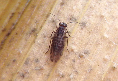 Lachesilla nubilis; Fateful Barklouse species