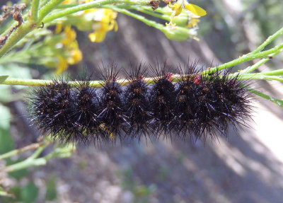 8155 - Arachnis aulaea; Tiger Moth caterpillar