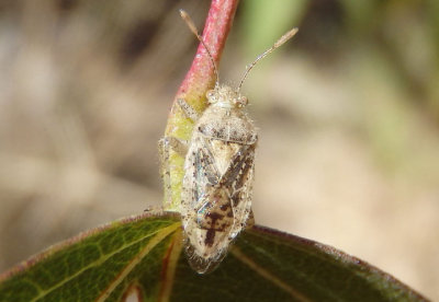 Arhyssus confusus; Scentless Plant Bug species