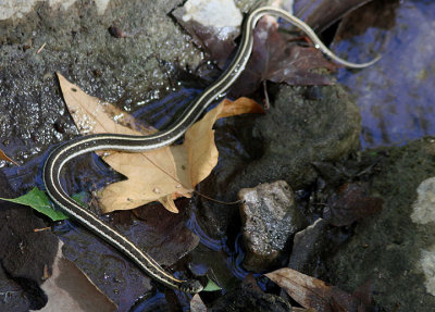 Black-necked Garter Snake 