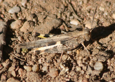 Conozoa carinata; Ridged Grasshopper; male