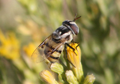 Copestylum fornax; Syrphid Fly species