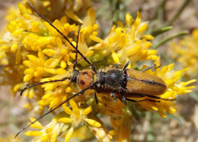 Crossidius suturalis; Long-horned Beetle species pair