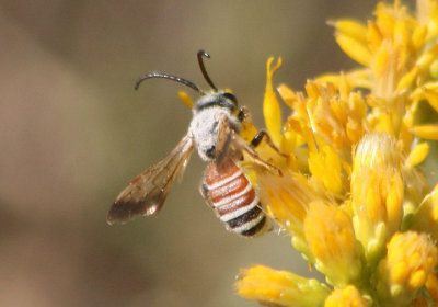 Dieunomia nevadensis arizonensis; Sweat Bee species