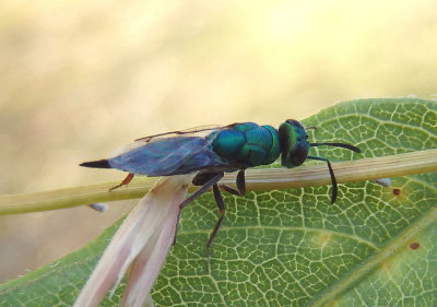 Epistenia Chalcid Wasp species