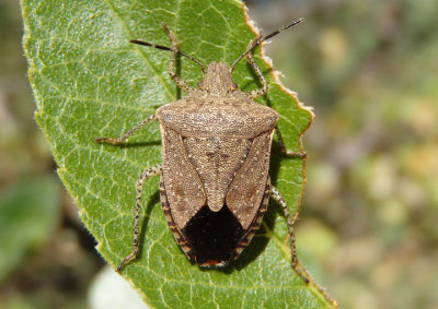 Euschistus biformis; Stink Bug species