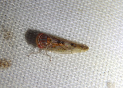 Eutettix Leafhopper species