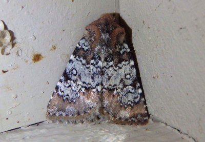 9597 - Hemibryomima chryselectra; Dart Moth species