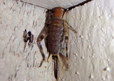 Hoplosphyrum boreale; Western Bush Cricket; female