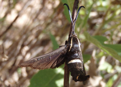 2626 - Hymenoclea palmii; Burrowbush Borer Moth; female