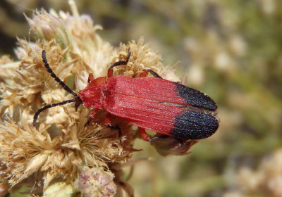 Lycus sanguineus; Net-winged Beetle species