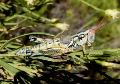 Melanoplus aridus; Arid Lands Spur-Throat Grasshopper; female
