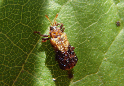 Octotoma marginicollis; Leaf Beetle species