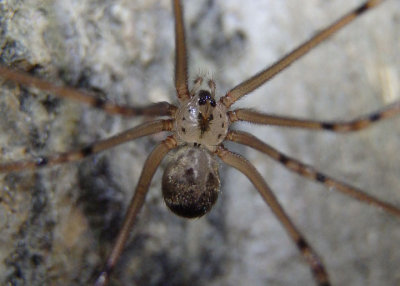 Physocyclus Cellar Spider species