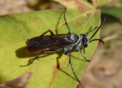 Xerochares expulsus; Spider Wasp species