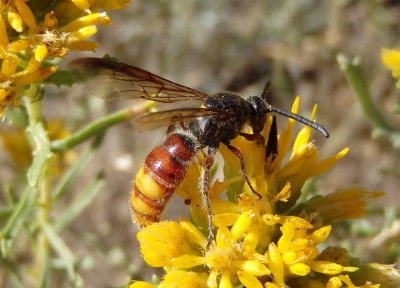 Scolia nobilitata otomita; Scoliid Wasp species