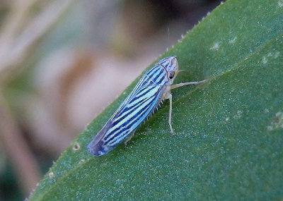 Sibovia compta; Leafhopper species
