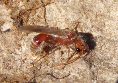 Sphaeropthalmini Nocturnal Velvet Ant species; male