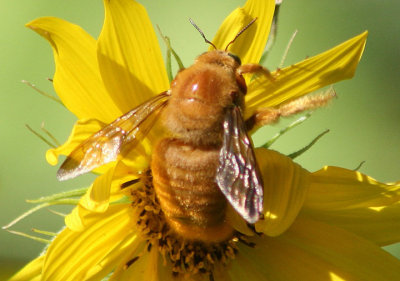 Xylocopa varipuncta; Valley Carpenter Bee; male 