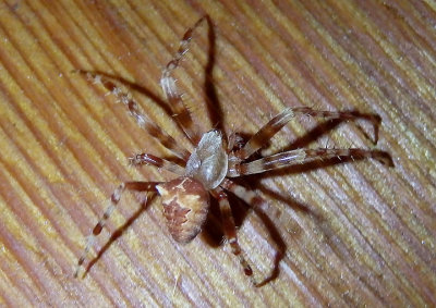 Araneus gemmoides; Cat-Faced Spider; male
