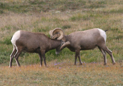 Bighorn Sheep; dueling rams