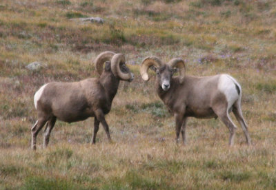 Bighorn Sheep; dueling rams