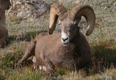 Bighorn Sheep; ram 