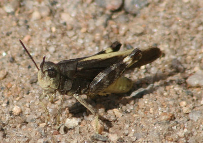 Arphia conspersa; Speckle-winged Rangeland Grasshopper; male
