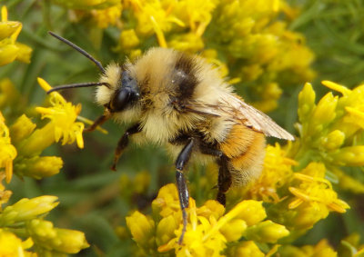 Bombus huntii; Hunt's Bumble Bee; male