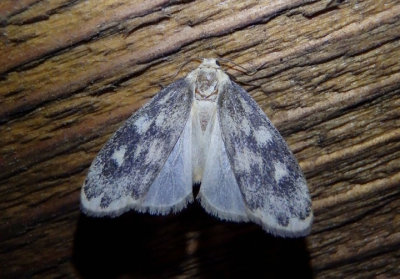 8094 - Bruceia pulverina; Lichen Moth species