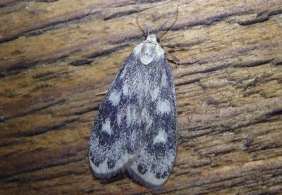 8094 - Bruceia pulverina; Lichen Moth species