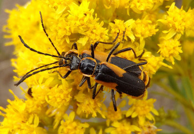 Chauliognathus deceptus; Soldier Beetle species 