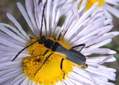 Chauliognathus deceptus; Soldier Beetle species