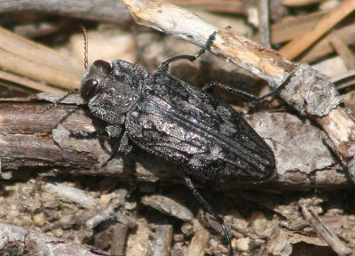 Chrysobothris trinervia; Metallic Wood-boring Beetle species